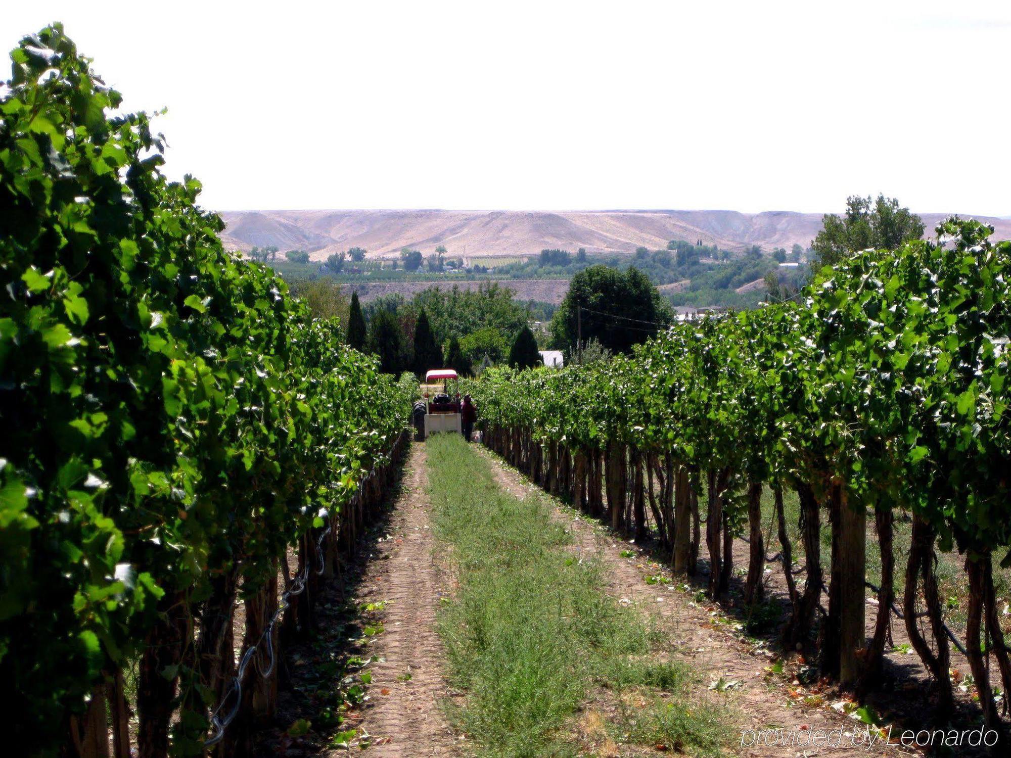 Wine Country Palisade